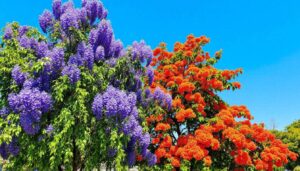 Jakaranda i drzewo płomieniste: jak odróżnić te dwa spektakularnie kwitnące drzewa