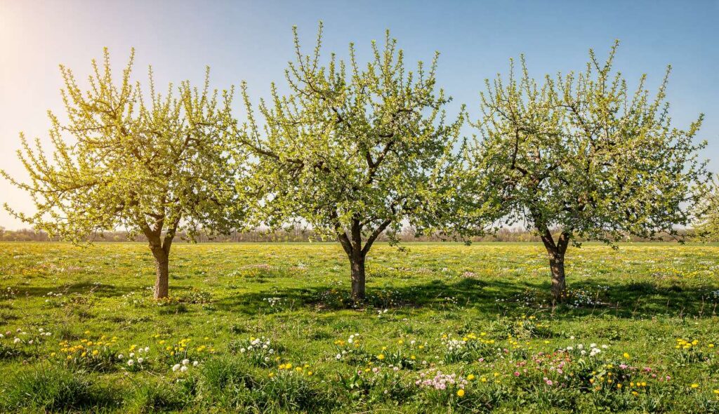 Przytnij teraz te 3 drzewa owocowe – gwarantuje to lepsze plony latem