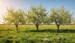 Przytnij teraz te 3 drzewa owocowe – gwarantuje to lepsze plony latem