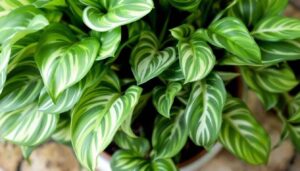 Roślina za mniej niż 30 zł, która oczyszcza powietrze i nie potrzebuje światła