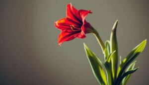 Amaryllis w marcu: prosta technika, dzięki której zakwitnie ponownie