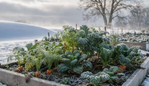 Odkąd zakopuję drewno pod grządkami, warzywa przetrwały nawet mrozy do minus 15°C